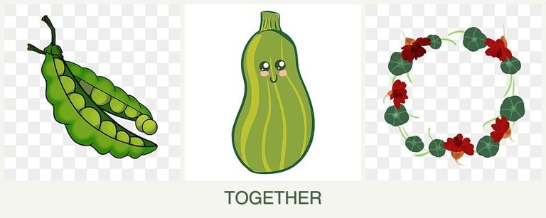 Can you plant peas, zucchini and nasturtiums together?
