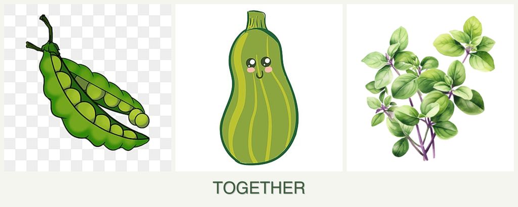 Can you plant peas, zucchini and oregano together?