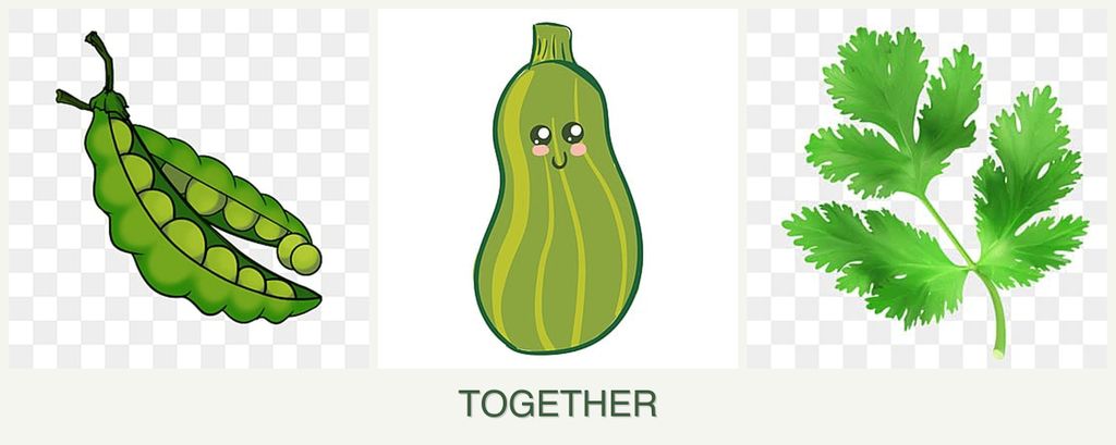 Can you plant peas, zucchini and parsley together?