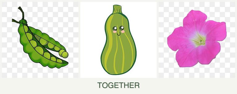 Can you plant peas, zucchini and petunias together?