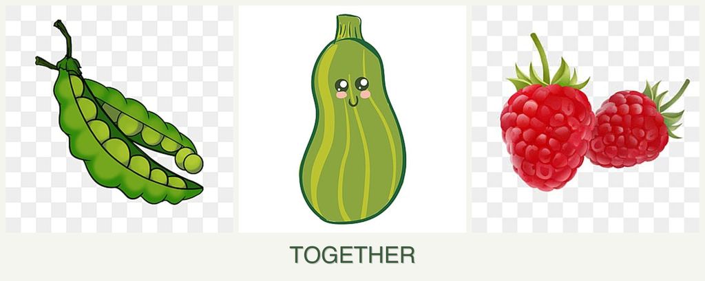 Can you plant peas, zucchini and raspberries together?