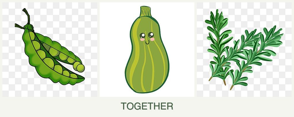 Can you plant peas, zucchini and rosemary together?