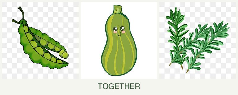 Can you plant peas, zucchini and rosemary together?