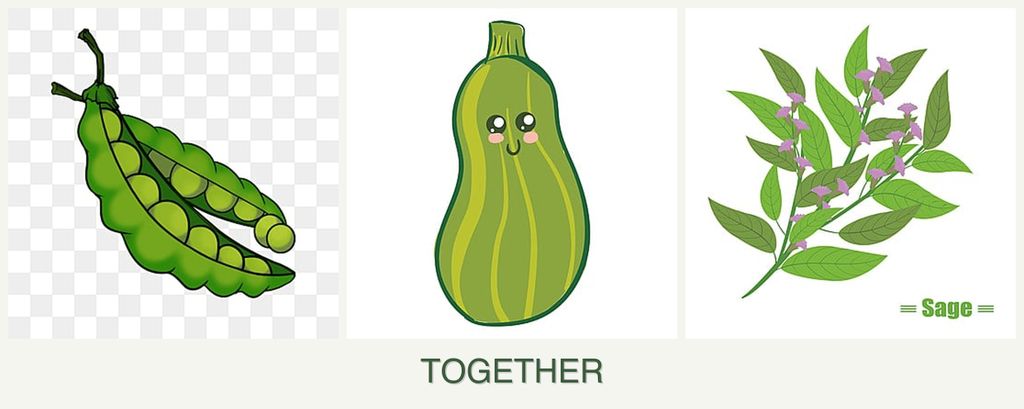 Can you plant peas, zucchini and sage together?