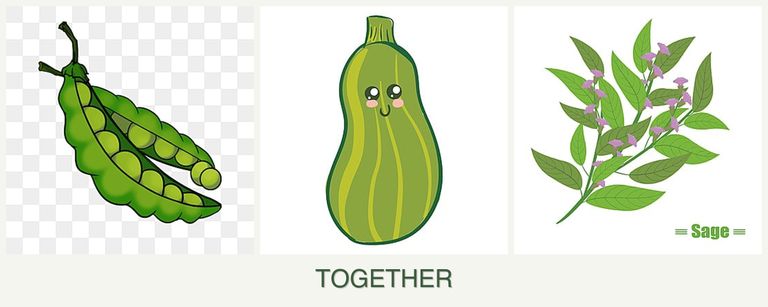 Can you plant peas, zucchini and sage together?
