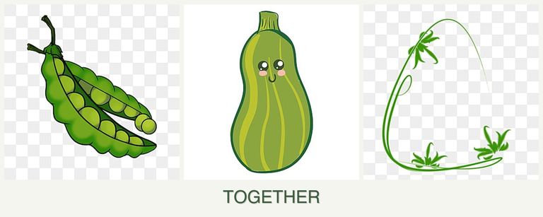 Can you plant peas, zucchini and tarragon together?
