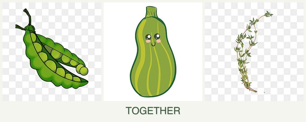 Can you plant peas, zucchini and thyme together?
