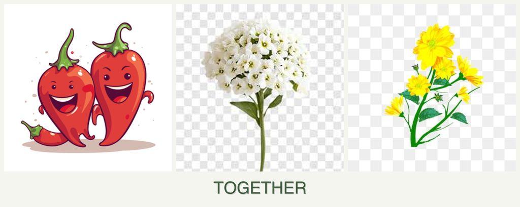 Can you plant peppers, alyssum and calendula together?