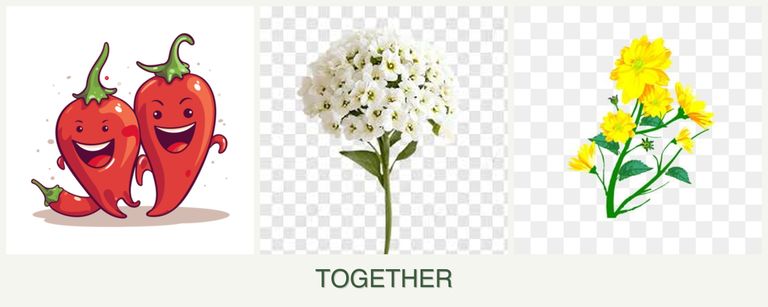 Can you plant peppers, alyssum and calendula together?