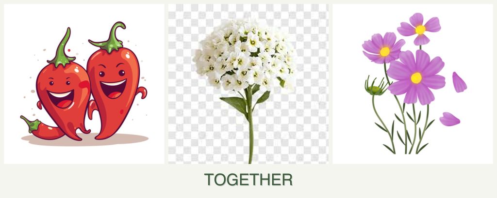 Can you plant peppers, alyssum and cosmos together?