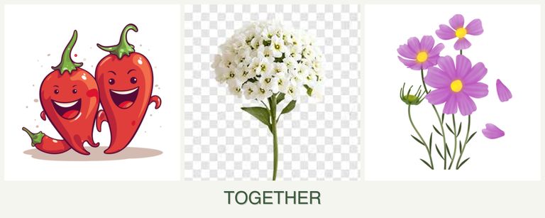 Can you plant peppers, alyssum and cosmos together?