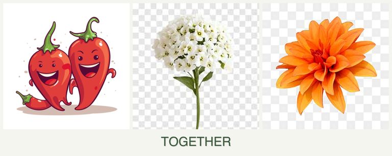 Can you plant peppers, alyssum and dahlias together?