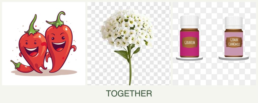 Can you plant peppers, alyssum and geraniums together?