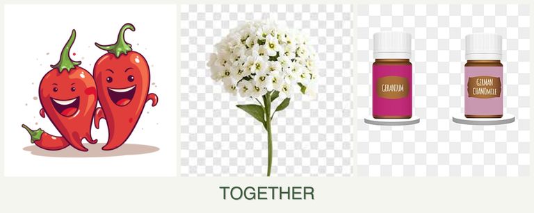 Can you plant peppers, alyssum and geraniums together?