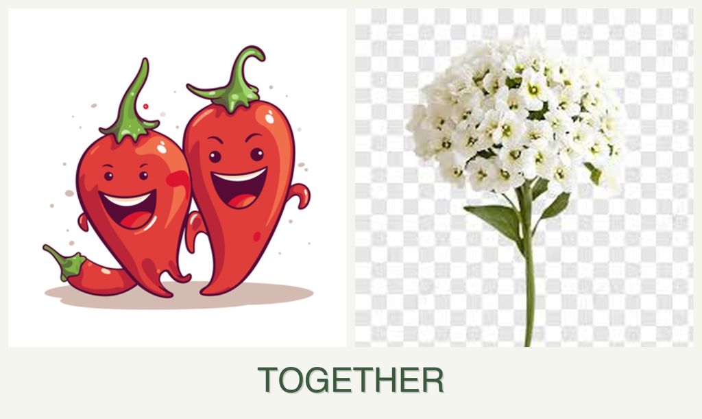 Can you plant peppers and alyssum together?