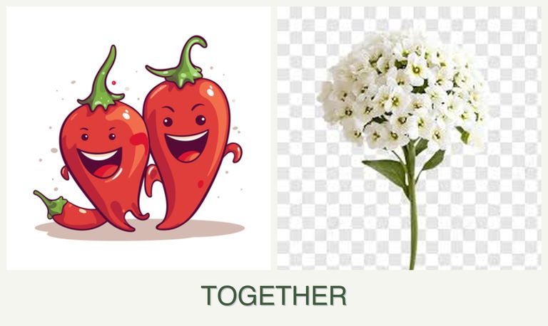 Can you plant peppers and alyssum together?