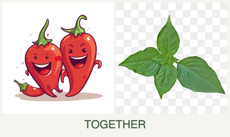 Can you plant peppers and basil together?