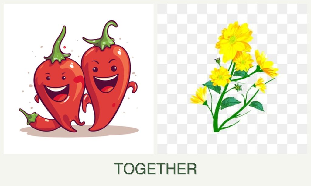 Can you plant peppers and calendula together?