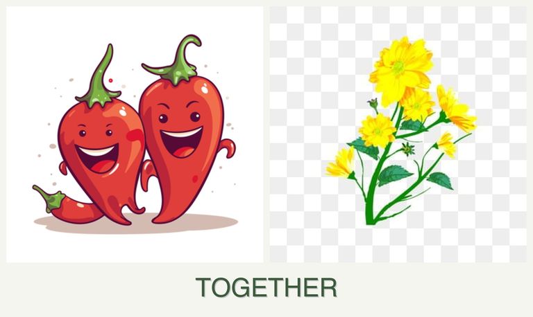 Can you plant peppers and calendula together?