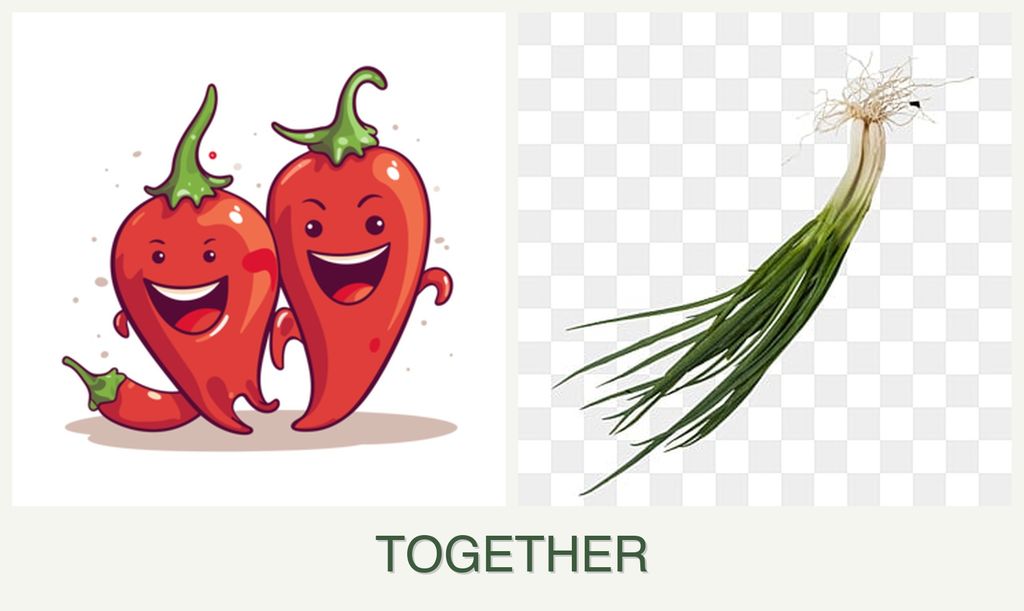 Can you plant peppers and chives together?