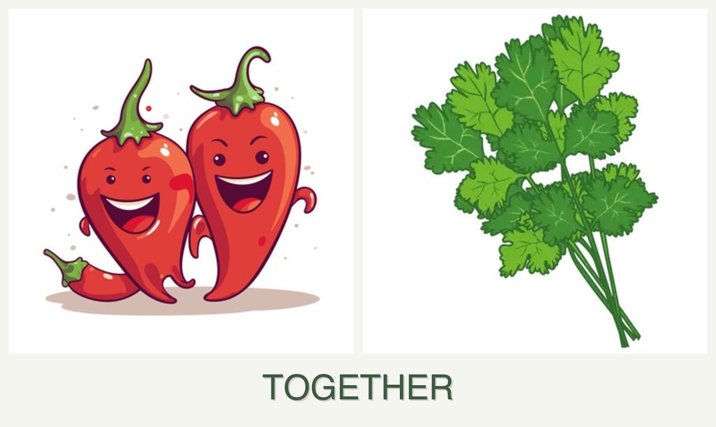 Can you plant peppers and cilantro together?