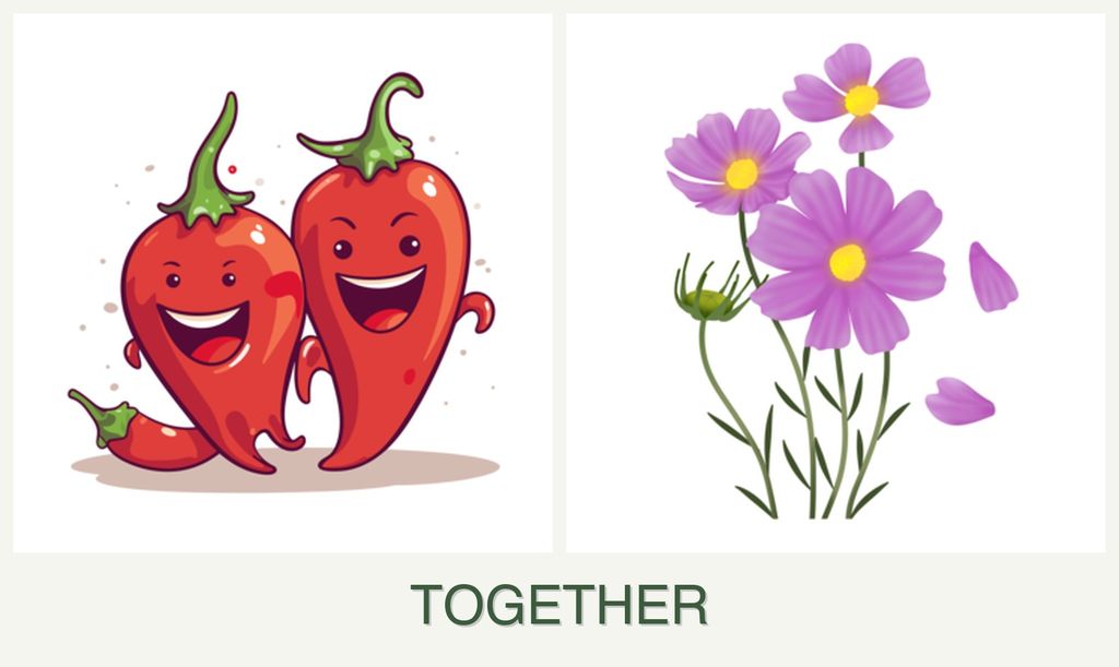 Can you plant peppers and cosmos together?