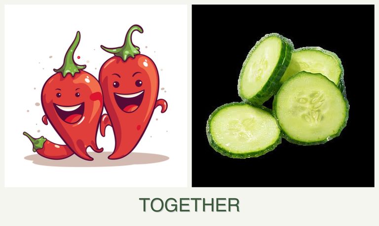 Can you plant peppers and cucumbers together?