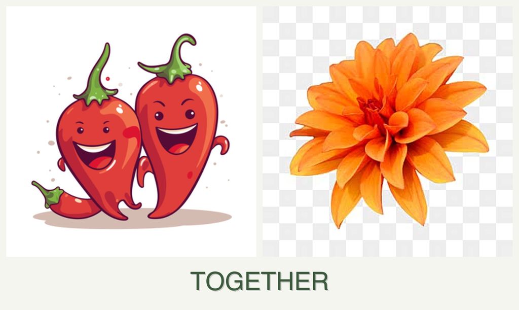 Can you plant peppers and dahlias together?