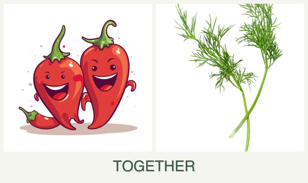 Can you plant peppers and dill together?