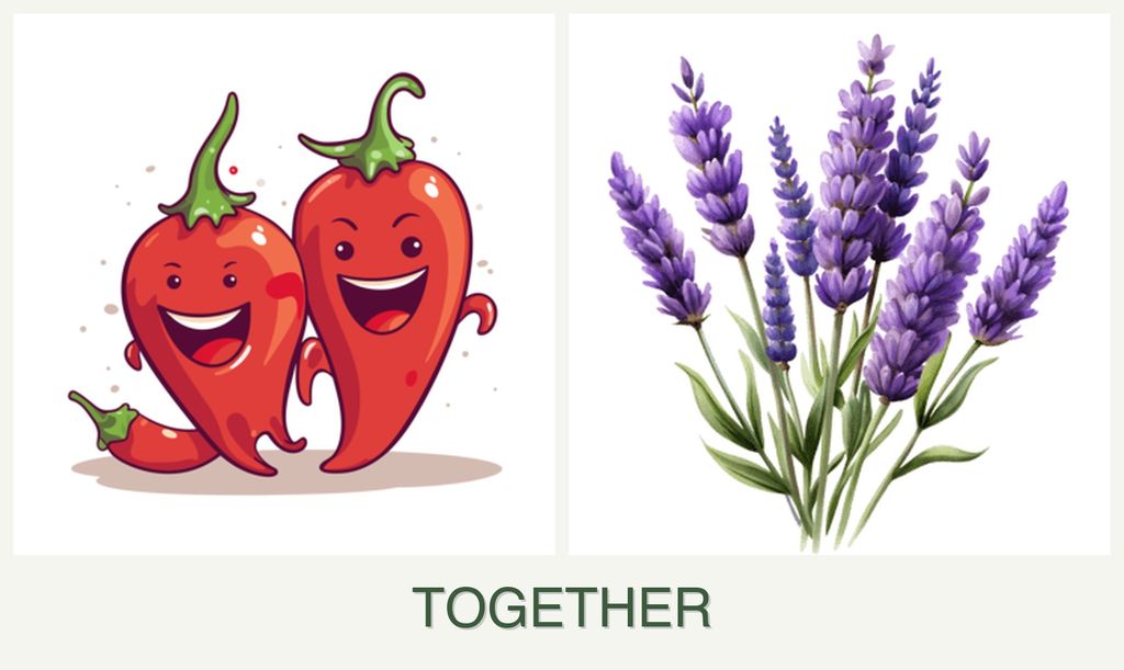 Can you plant peppers and lavender together?