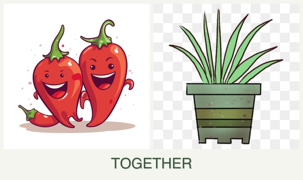 Can you plant peppers and lemongrass together?