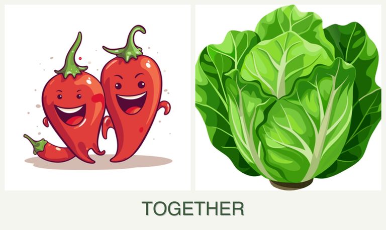 Can you plant peppers and lettuce together?