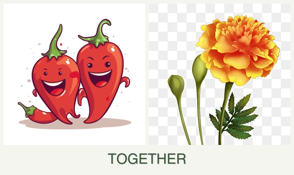 Can you plant peppers and marigolds together?