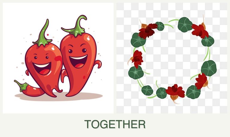 Can you plant peppers and nasturtiums together?