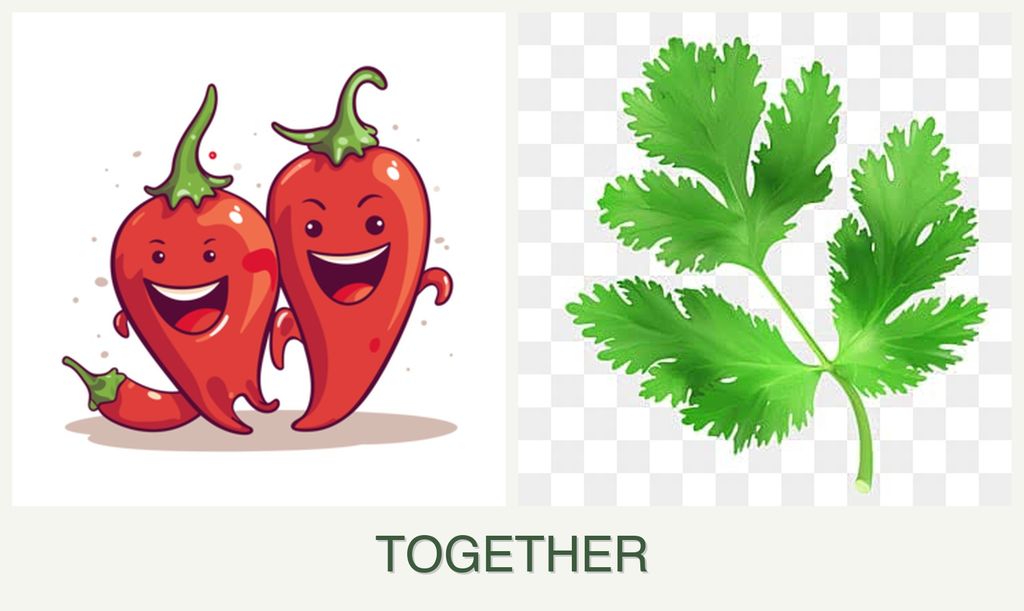 Can you plant peppers and parsley together?