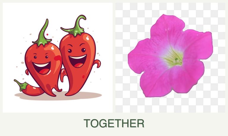 Can you plant peppers and petunias together?