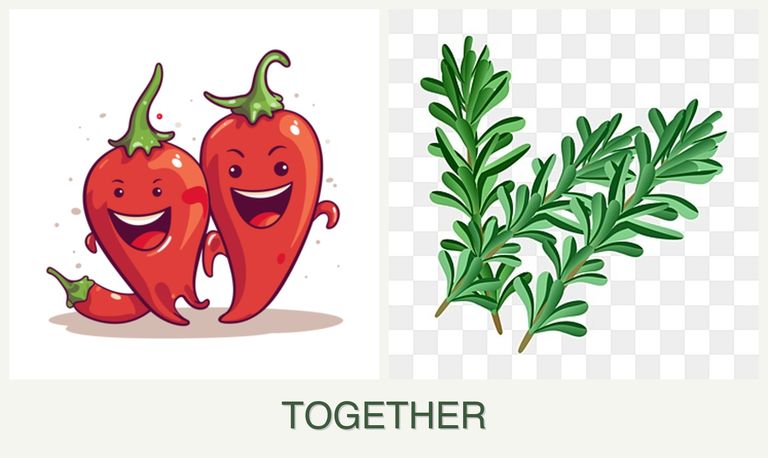 Can you plant peppers and rosemary together?
