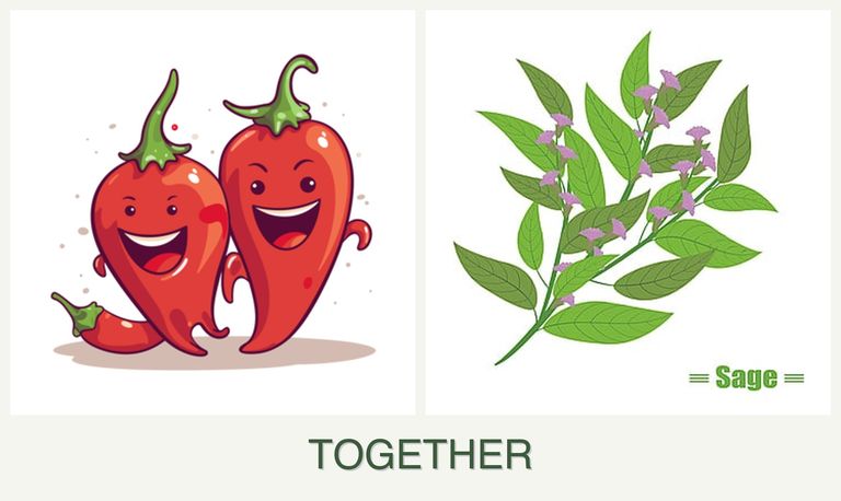 Can you plant peppers and sage together?
