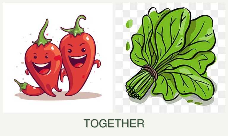 Can you plant peppers and spinach together?