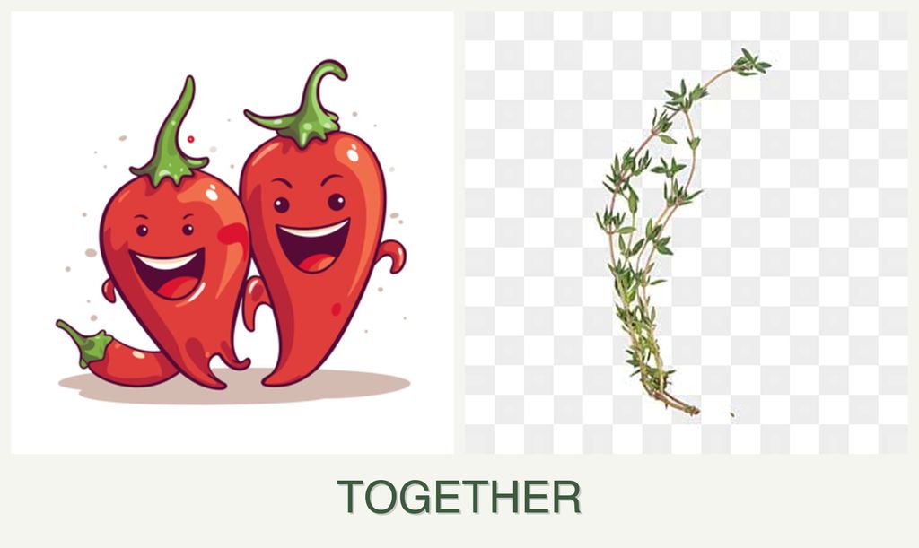 Can you plant peppers and thyme together?
