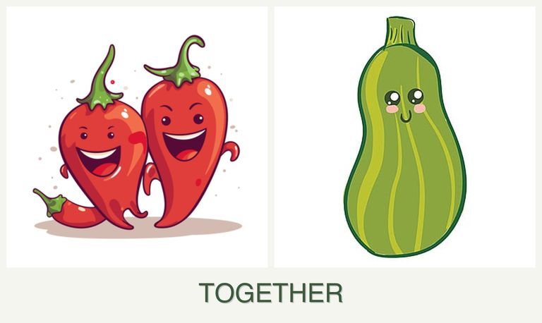 Can you plant peppers and zucchini together?