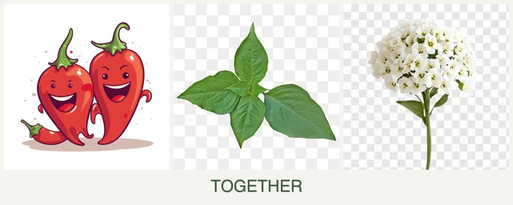 Can you plant peppers, basil and alyssum together?