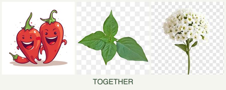 Can you plant peppers, basil and alyssum together?