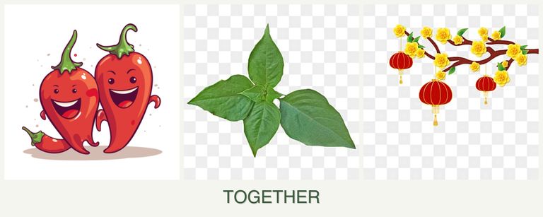 Can you plant peppers, basil and apricots together?
