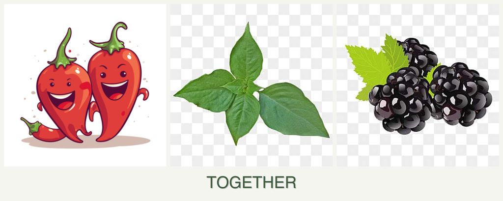 Can you plant peppers, basil and blackberries together?