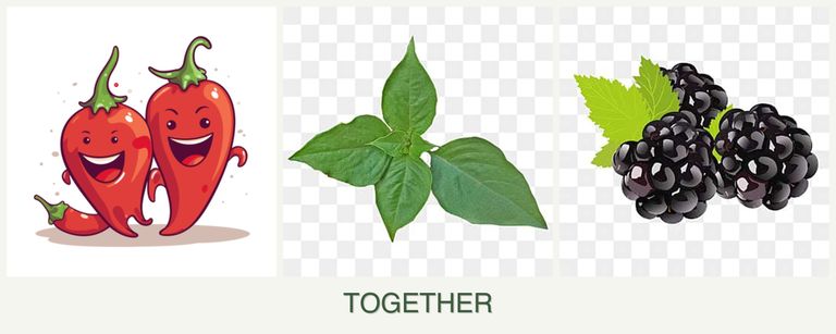 Can you plant peppers, basil and blackberries together?