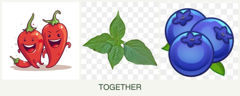 Can you plant peppers, basil and blueberries together?