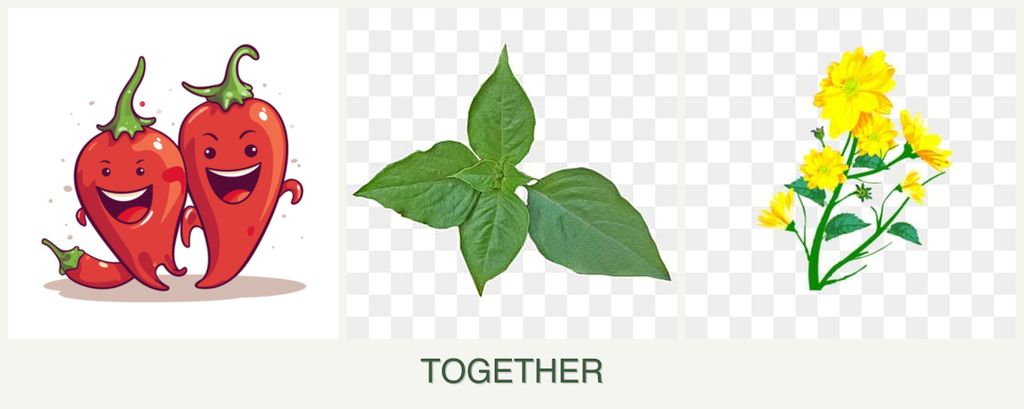 Can you plant peppers, basil and calendula together?