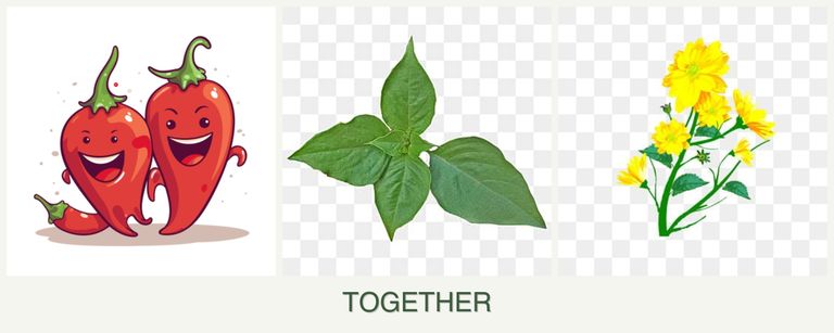 Can you plant peppers, basil and calendula together?