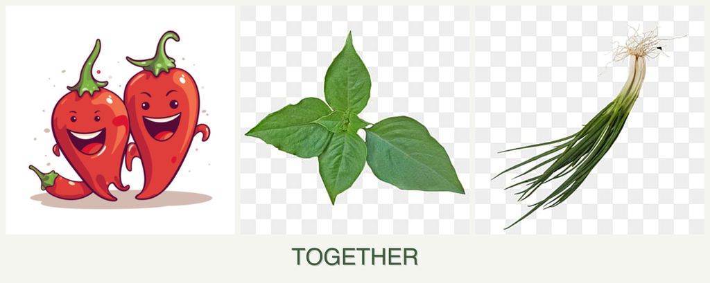 Can you plant peppers, basil and chives together?